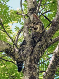 Cat in tree